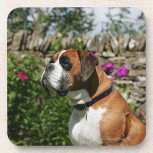 Boxer Dog in the Flowers Coaster
