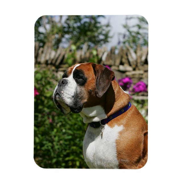 Boxer Dog in the Flowers Magnet (Vertical)