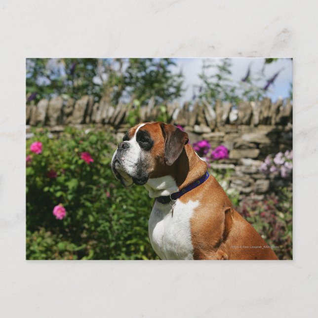 Boxer Dog in the Flowers Postcard (Front)