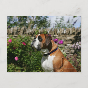Boxer Dog in the Flowers Postcard