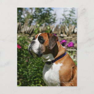 Boxer Dog in the Flowers Postcard