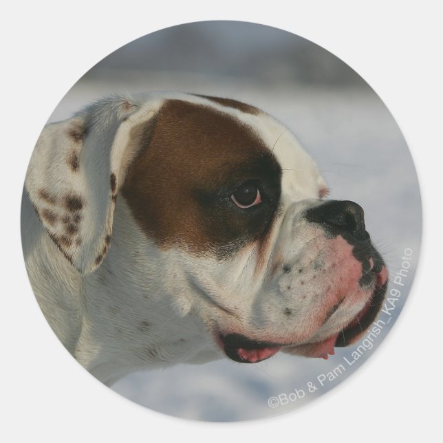 Boxer Dog in the Snow Classic Round Sticker (Front)