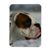 Boxer Dog in the Snow