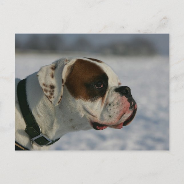 Boxer Dog in the Snow Postcard (Front)