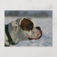 Boxer Dog in the Snow