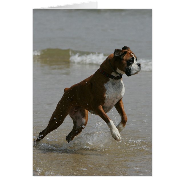 Boxer Dog in Water (Front)
