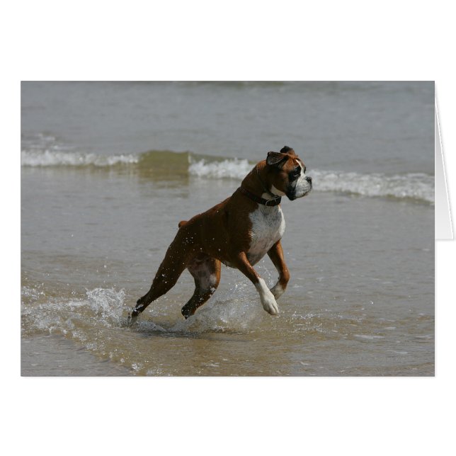 Boxer Dog in Water (Front Horizontal)