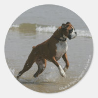 Boxer Dog in Water
