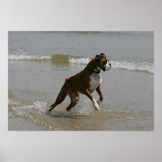 Boxer Dog in Water Poster (Front)