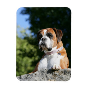 Boxer Dog Laying on a Rock Magnet