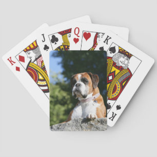 Boxer Dog Laying on a Rock Playing Cards