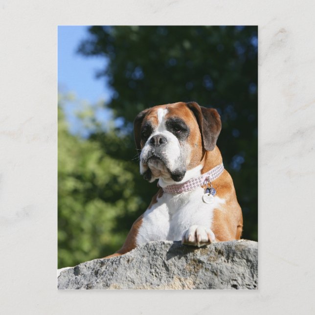 Boxer Dog Laying on a Rock Postcard (Front)