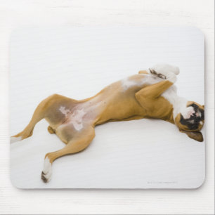 Boxer dog laying on her back on the floor mouse mat