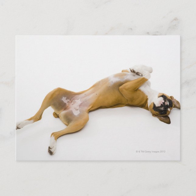 Boxer dog laying on her back on the floor postcard (Front)
