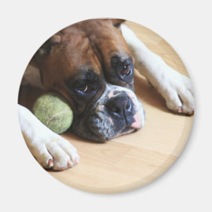 Boxer Dog magnet