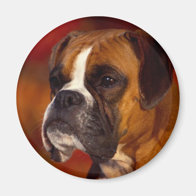 Boxer dog magnet (Front)