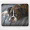 boxer, dog