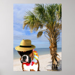 Boxer dog on the beach poster