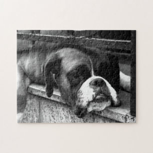 Boxer Dog On Windowsill 11x14 252pc jpcnm Jigsaw Puzzle