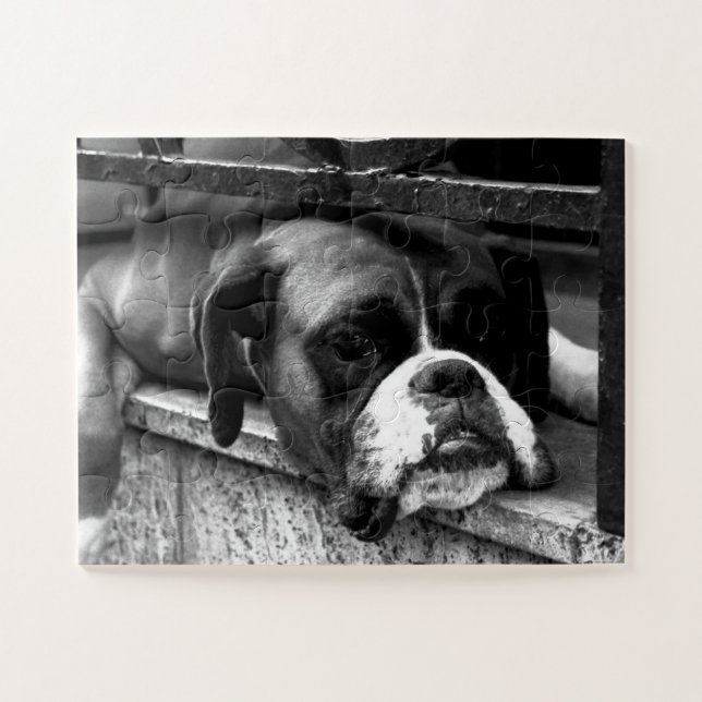 Boxer Dog On Windowsill 11x14 30pc jpcna Jigsaw Puzzle (Horizontal)