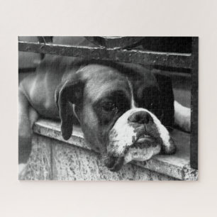 Boxer Dog On Windowsill 16x20 520pc jpcna Jigsaw Puzzle