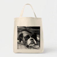Boxer Dog On Windowsill bagt arc3