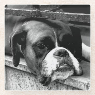 Boxer Dog On Windowsill coastercna Glass Coaster