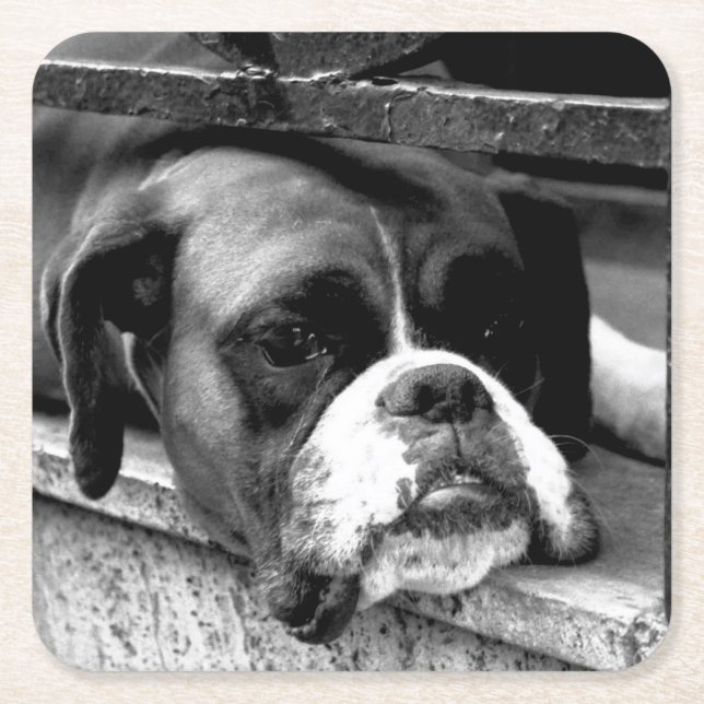 Boxer Dog On Windowsill coastercna Square Paper Coaster (Front)