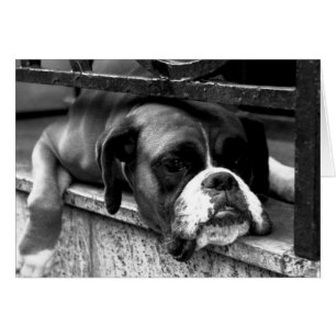 Boxer Dog On Windowsill gccnm