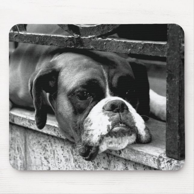 Boxer Dog On Windowsill mpcnm Mouse Mat (Front)