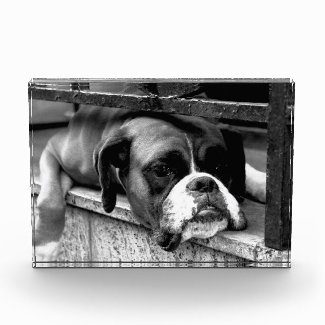 Boxer Dog On Windowsill pbcna Photo Block (Front)
