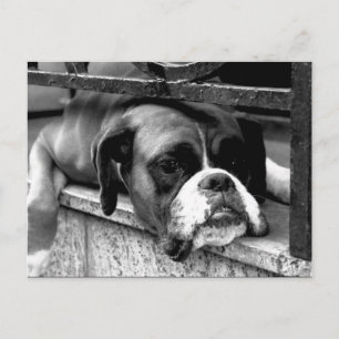 Boxer Dog On Windowsill pccna Postcard