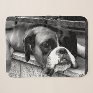 Boxer Dog On Windowsill sbcna Sherpa Blanket