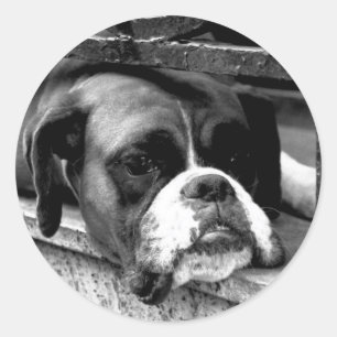 Boxer Dog On Windowsill stcnm Classic Round Sticker