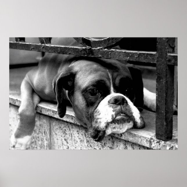 Boxer Dog On Windowsill wapcn Poster (Front)