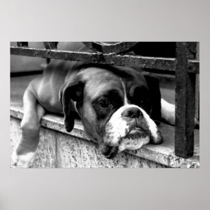 Boxer Dog On Windowsill wapcy arc Poster