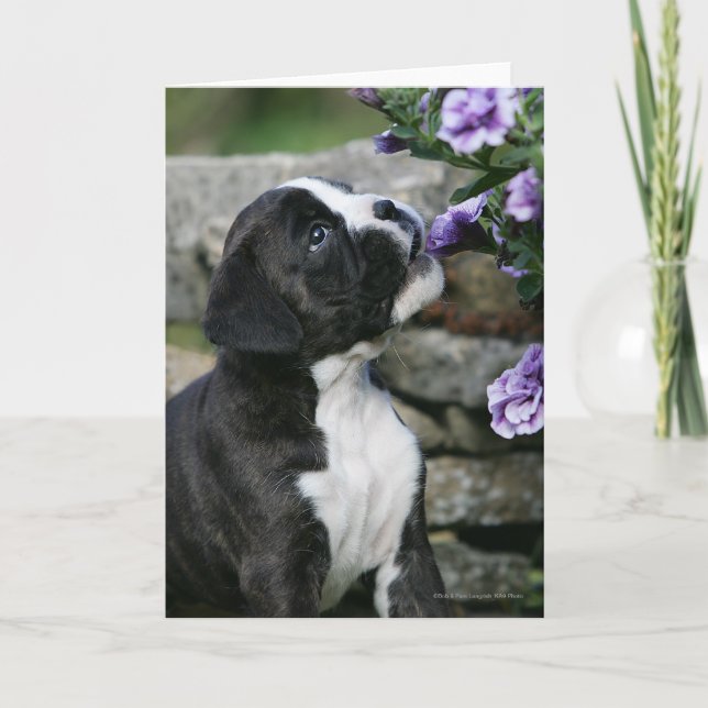 Boxer Dog Panting Card (Front)