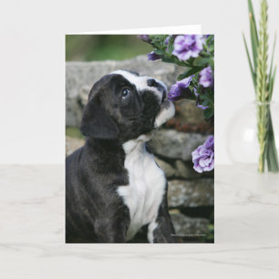 Boxer Dog Panting Card