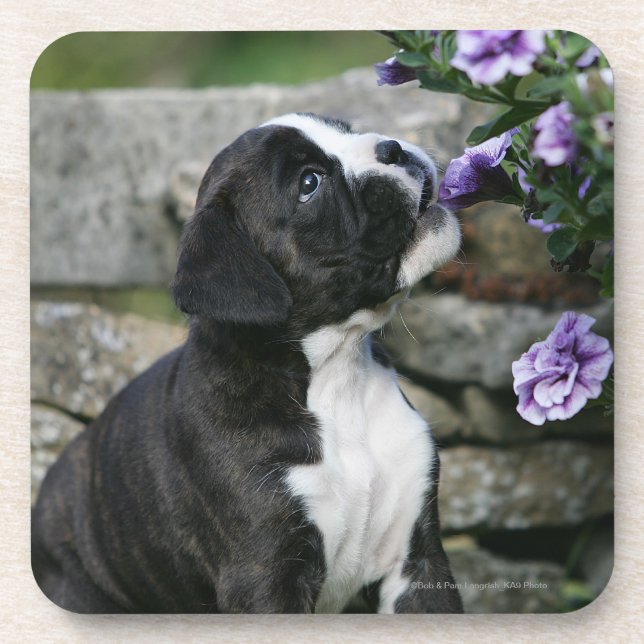 Boxer Dog Panting Coaster (Front)