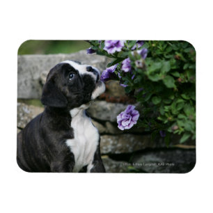Boxer Dog Panting Magnet
