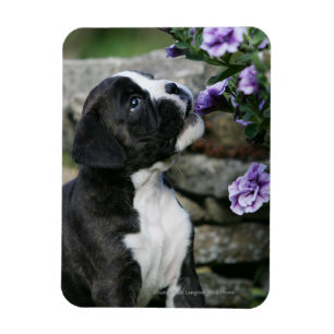 Boxer Dog Panting Magnet