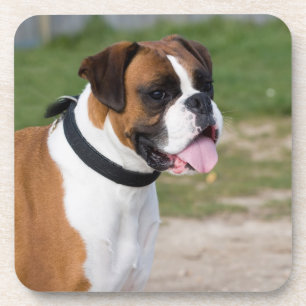 Boxer Dog Photo Hard Plastic Coasters