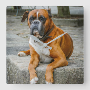 Boxer / Dog Photo Wall Clock