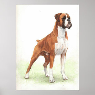 Boxer Dog Portrait Poster Print