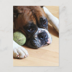 Boxer Dog Postcard