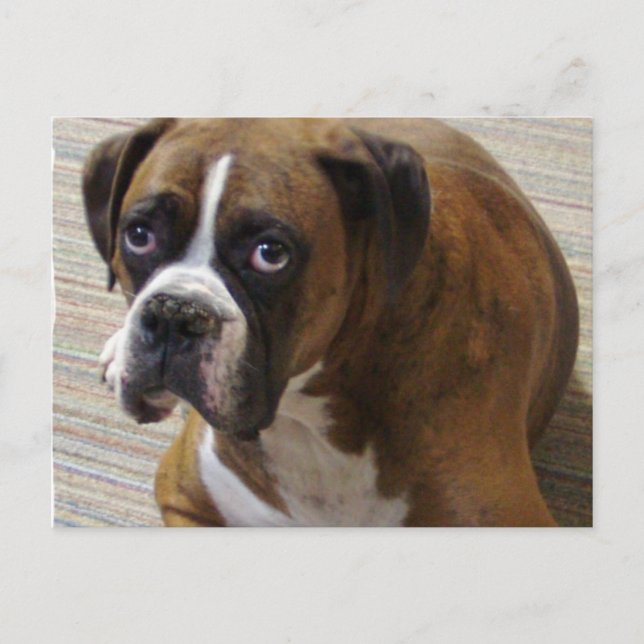 Boxer Dog Postcard (Front)