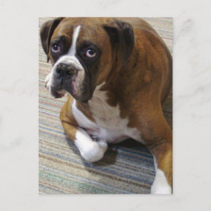 Boxer Dog Postcard