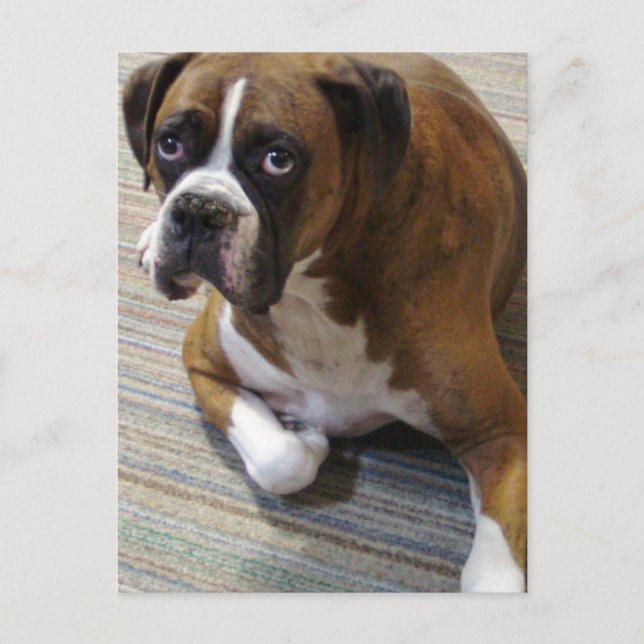 Boxer Dog Postcard (Front)