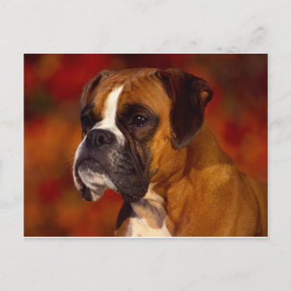 Boxer dog postcard