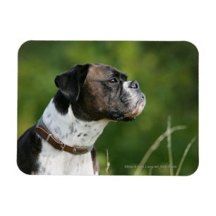 Boxer Dog Profile Magnet
